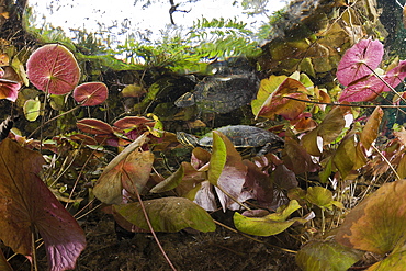 Mesoamerican Slider Turtle between Water Lilies, Trachemys scripta venusta, Gran Cenote, Tulum, Yucatan Peninsula, Mexico