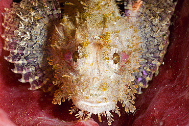 Small Scorpianfish, Scorpaenopsis sp., Lembeh Strait, North Sulawesi, Indonesia