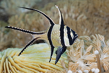 Snowflake Cardinalfish, Pterapogon kauderni, Lembeh Strait, North Sulawesi, Indonesia