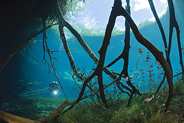 Scuba Diver in Car Wash Cenote Aktun Ha, Tulum, Yucatan Peninsula, Mexico