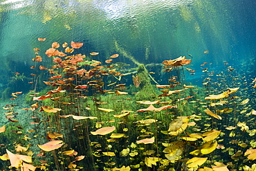 Water Lilies in Car Wash Cenote Aktun Ha, Tulum, Yucatan Peninsula, Mexico