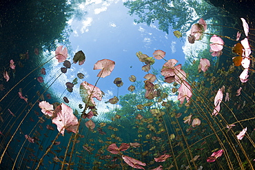 Water Lilies in Car Wash Cenote Aktun Ha, Tulum, Yucatan Peninsula, Mexico