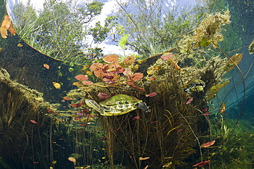 Mesoamerican Slider Turtle in Cenote, Trachemys scripta venusta, Tulum, Yucatan Peninsula, Mexico