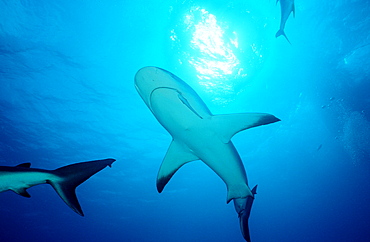 Caribbean reef shark, Carcharhinus perezi, Bahamas, Caribbean Sea