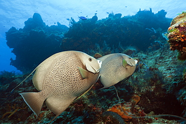 Gray Angelfish, Pomacanthus arcuatus, Cozumel, Caribbean Sea, Mexico