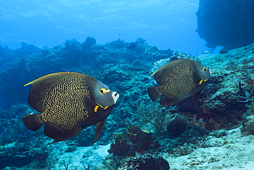 French Angelfish, Pomacanthus paru, Cozumel, Caribbean Sea, Mexico