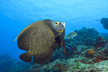 French Angelfish, Pomacanthus paru, Cozumel, Caribbean Sea, Mexico