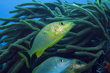 Bluestriped Grunt, Haemulon sciurus, Cozumel, Caribbean Sea, Mexico