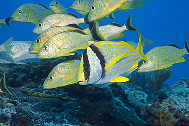 Bluestriped Grunt and Porkfish, Haemulon sciurus, Anisotremus virginicus, Cozumel, Caribbean Sea, Mexico