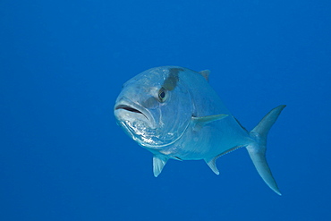 Almaco Jack, Seriola rivoliana, Cozumel, Caribbean Sea, Mexico