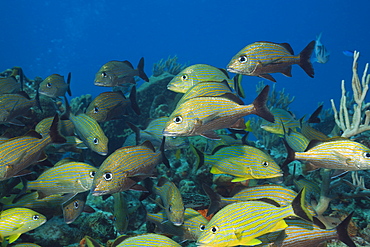 Bluestriped Grunt, Haemulon sciurus, Cozumel, Caribbean Sea, Mexico