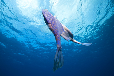 Honeycomb Cowfish Courtship display, Lactophrys polygonia, Cozumel, Caribbean Sea, Mexico