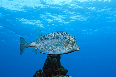 Honeycomb Cowfish, Lactophrys polygonia, Cozumel, Caribbean Sea, Mexico