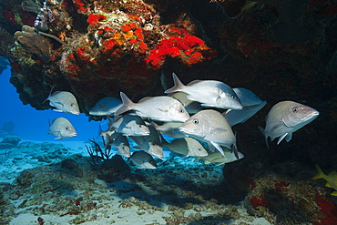 Shoal of Gray Snapper, Lutjanus griseus, Cozumel, Caribbean Sea, Mexico