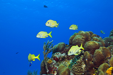 French Grunt, Haemulon flavolineatum, Cozumel, Caribbean Sea, Mexico