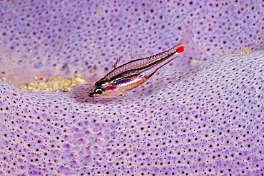 Red Spot Cardinalfish in Sponge, Apogon parvulus, Raja Ampat, West Papua, Indonesia