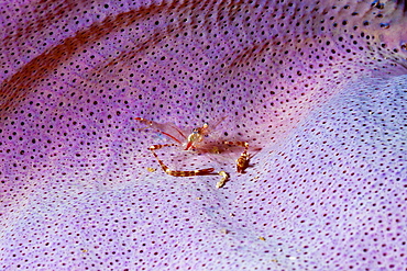 Commensal Shrimp in Sponge, Periclimenes cf. tenuipes, Raja Ampat, West Papua, Indonesia