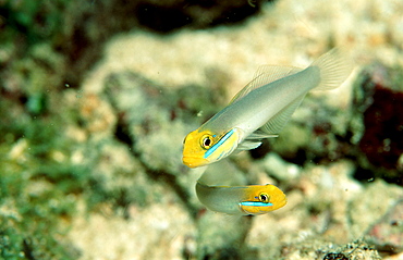 Bluestreak goby, Valenciennea strigata, Papua New Guinea, Pacific ocean