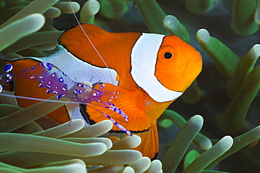 Anemone Shrimp and Clown Anemonefish, Periclimenes tosaensis, Amphiprion ocellaris, Raja Ampat, West Papua, Indonesia