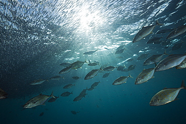 Orangespotted Trevally hunting Silversides, Carangoides bajad, Raja Ampat, West Papua, Indonesia