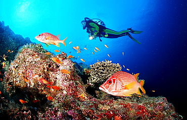 Longjawed squirrelfish and scuba diver, Sargocentron spiniferum, Maldives Island, Indian Ocean, Ari Atol