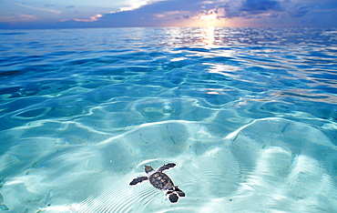 Swimming Baby Green sea turtle, green turtle, Chelonia mydas, Malaysia, Pazifik, Pacific ocean, Borneo, Sipadan