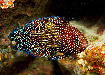 Comet, Calloplesiops altivelis, Maldives Island, Indian Ocean, Ari Atol