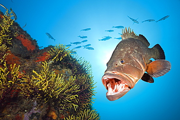 Dusky Grouper, Epinephelus marginatus, Tamariu, Costa Brava, Mediterranean Sea, Spain