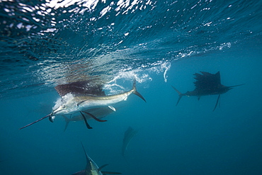 Sailfish (Istiophorus albicans) hunting sardines, Isla Mujeres, Yucatan Peninsula, Caribbean Sea, Mexico, North America