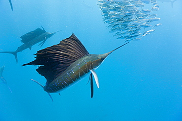 Atlantic sailfish (Istiophorus albicans) hunting sardines, Isla Mujeres, Yucatan Peninsula, Caribbean Sea, Mexico, North America