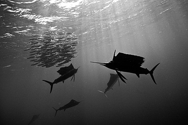 Atlantic sailfish (Istiophorus albicans), Isla Mujeres, Yucatan Peninsula, Caribbean Sea, Mexico, North America