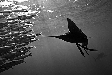 Atlantic sailfish (Istiophorus albicans), Isla Mujeres, Yucatan Peninsula, Caribbean Sea, Mexico, North America