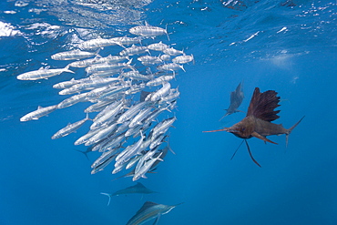 Atlantic sailfish (Istiophorus albicans) hunting sardines, Isla Mujeres, Yucatan Peninsula, Caribbean Sea, Mexico, North America