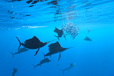 Atlantic sailfish (Istiophorus albicans), Isla Mujeres, Yucatan Peninsula, Caribbean Sea, Mexico, North America