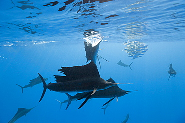 Atlantic sailfish (Istiophorus albicans), Isla Mujeres, Yucatan Peninsula, Caribbean Sea, Mexico, North America