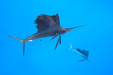 Atlantic sailfish (Istiophorus albicans), Isla Mujeres, Yucatan Peninsula, Caribbean Sea, Mexico, North America