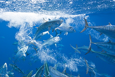 Bonitos (Sarda sarda) hunting sardines (Sardina pilchardus), Isla Mujeres, Yucatan Peninsula, Caribbean Sea, Mexico, North America