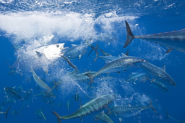 Bonitos (Sarda sarda) hunting sardines (Sardina pilchardus), Isla Mujeres, Yucatan Peninsula, Caribbean Sea, Mexico, North America