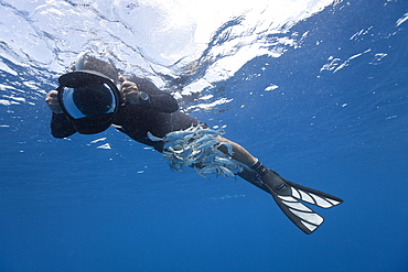 Sardines (Sardina pilchardus) hiding under diver, Isla Mujeres, Yucatan Peninsula, Caribbean Sea, Mexico, North America