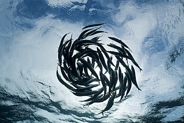 Shoaling sardines (Sardina pilchardus), Isla Mujeres, Yucatan Peninsula, Caribbean Sea, Mexico, North America