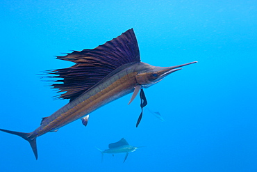 Atlantic sailfish (Istiophorus albicans), Isla Mujeres, Yucatan Peninsula, Caribbean Sea, Mexico, North America