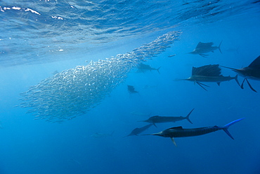 Atlantic sailfish (Istiophorus albicans) hunting sardines, Isla Mujeres, Yucatan Peninsula, Caribbean Sea, Mexico, North America