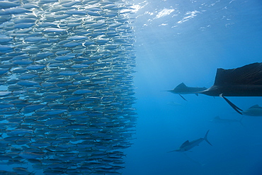 Atlantic sailfish (Istiophorus albicans) hunting sardines, Isla Mujeres, Yucatan Peninsula, Caribbean Sea, Mexico, North America