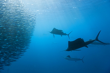 Atlantic sailfish (Istiophorus albicans) hunting sardines, Isla Mujeres, Yucatan Peninsula, Caribbean Sea, Mexico, North America