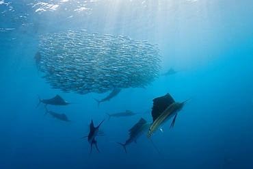 Atlantic sailfish (Istiophorus albicans) hunting sardines, Isla Mujeres, Yucatan Peninsula, Caribbean Sea, Mexico, North America