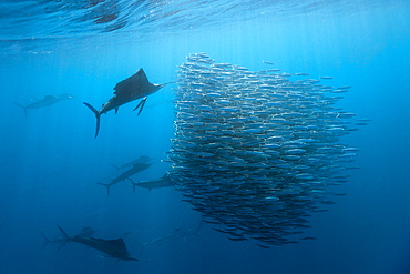 Atlantic sailfish (Istiophorus albicans) hunting sardines, Isla Mujeres, Yucatan Peninsula, Caribbean Sea, Mexico, North America