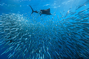 Atlantic sailfish (Istiophorus albicans) hunting sardines, Isla Mujeres, Yucatan Peninsula, Caribbean Sea, Mexico, North America