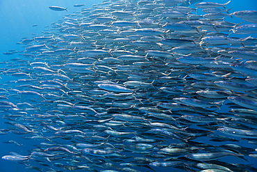 Schooling sardines (Sardina pilchardus), Isla Mujeres, Yucatan Peninsula, Caribbean Sea, Mexico, North America