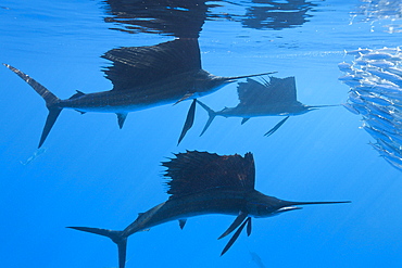 Atlantic sailfish (Istiophorus albicans) hunting sardines, Isla Mujeres, Yucatan Peninsula, Caribbean Sea, Mexico, North America