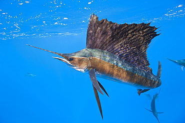 Atlantic sailfish (Istiophorus albicans), Isla Mujeres, Yucatan Peninsula, Caribbean Sea, Mexico, North America